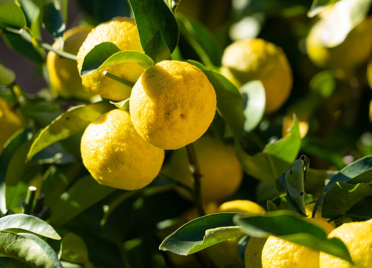 Citroen (Citrus limon)