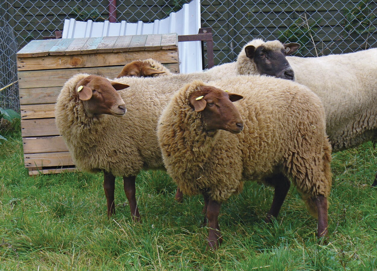 Het Coburg kastanje schaap