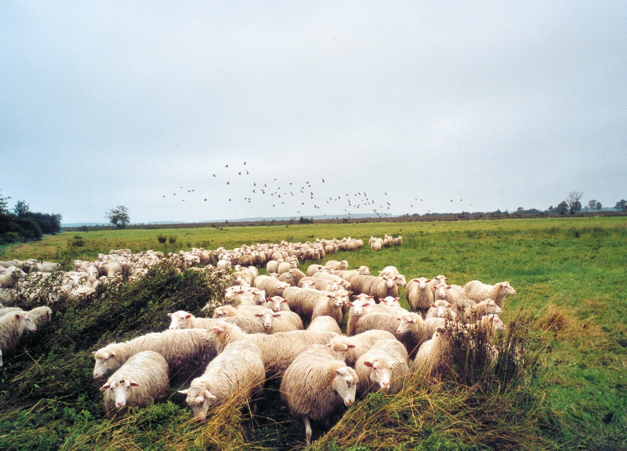 L'agneau des marais de Diepholz