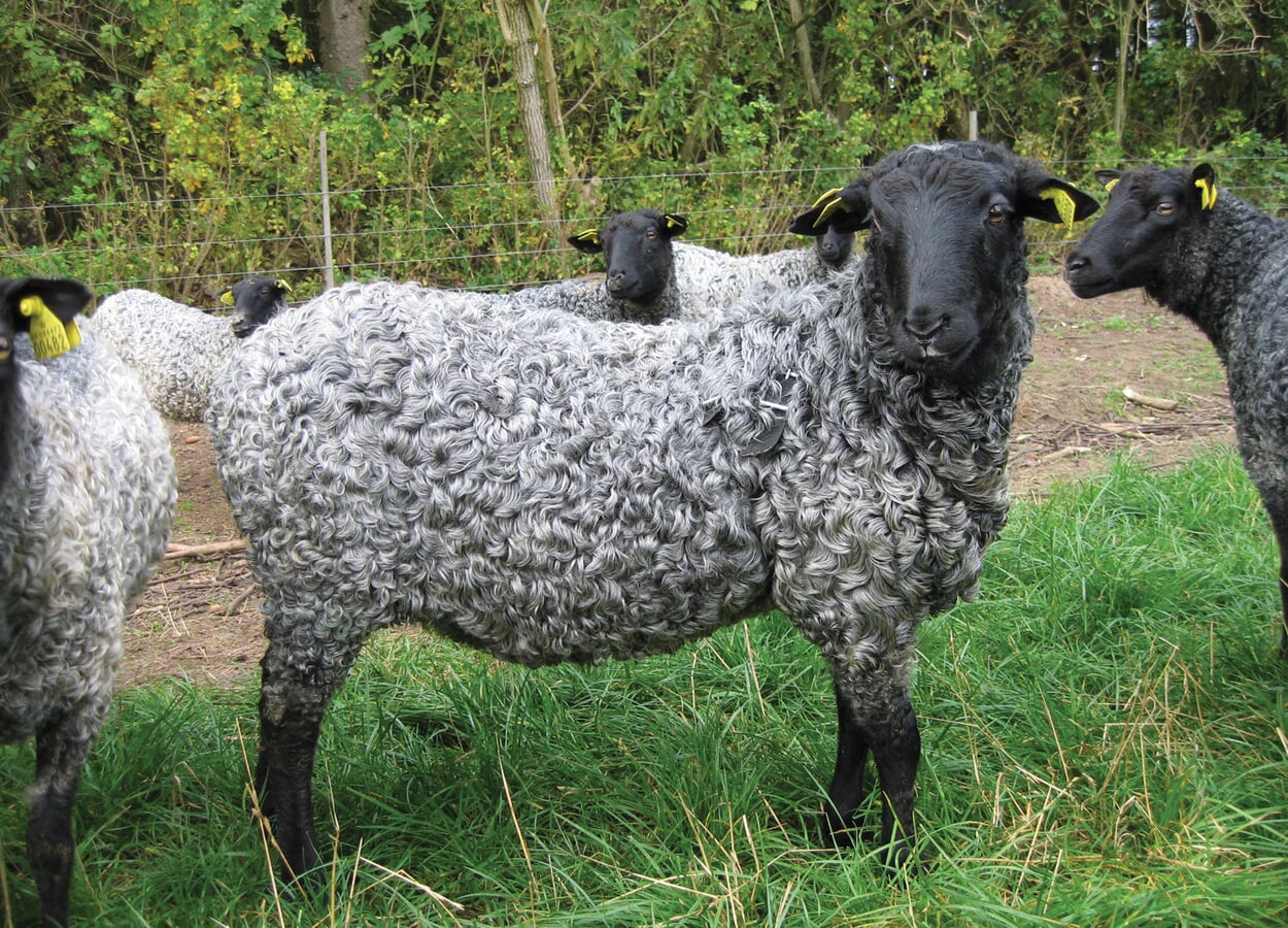 The Gotland sheep