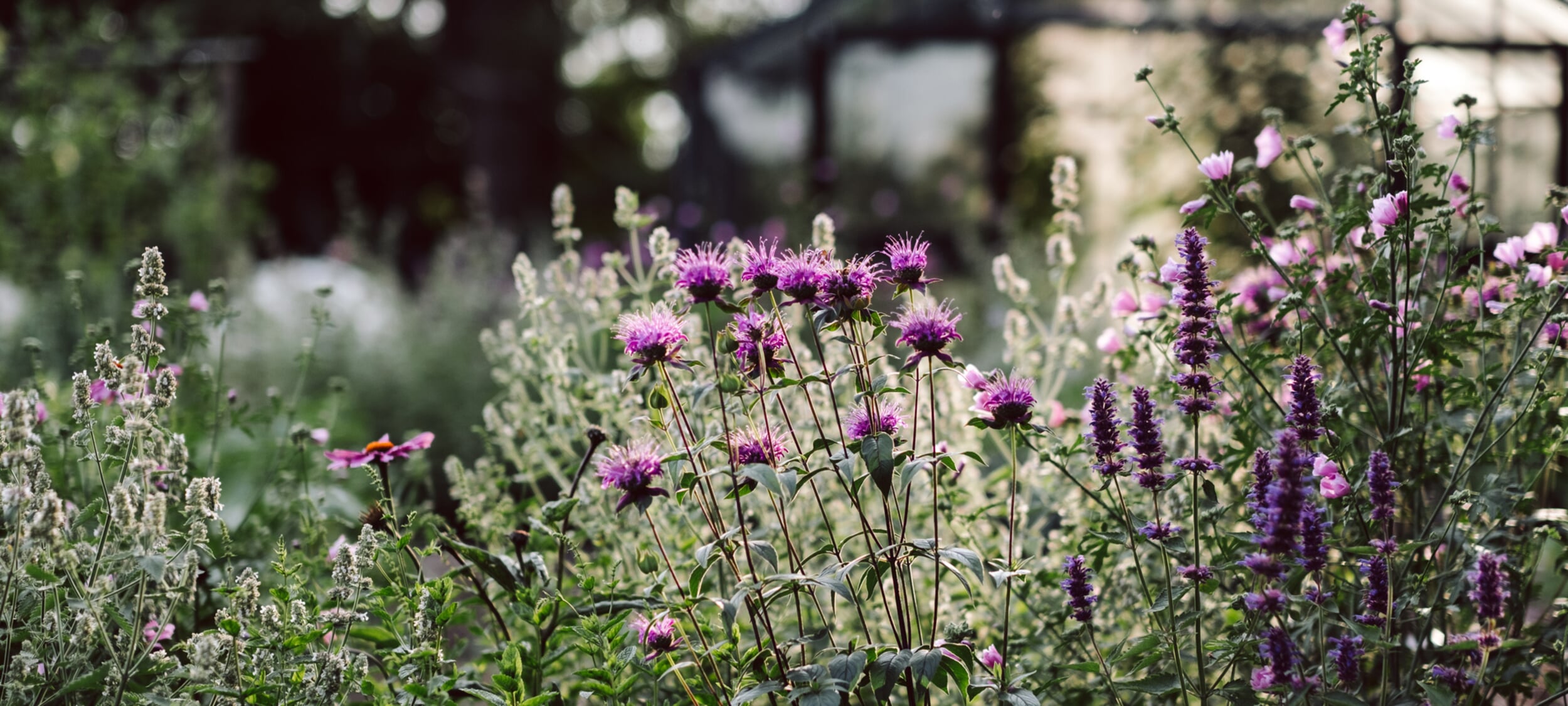 Bienenfreundliche Stauden und heimische Wildstauden Manufactum