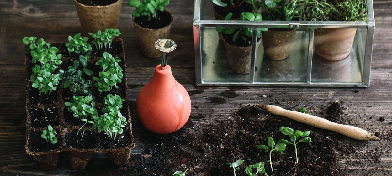 Vermeerdering van planten via stekken