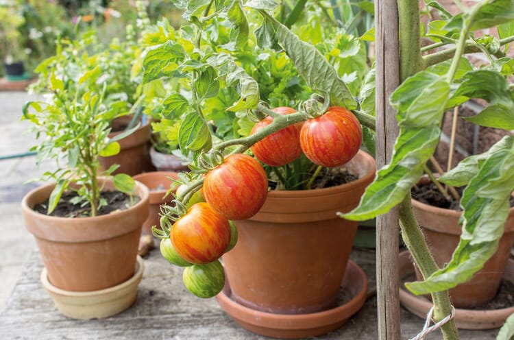 Tomaten op het balkon
