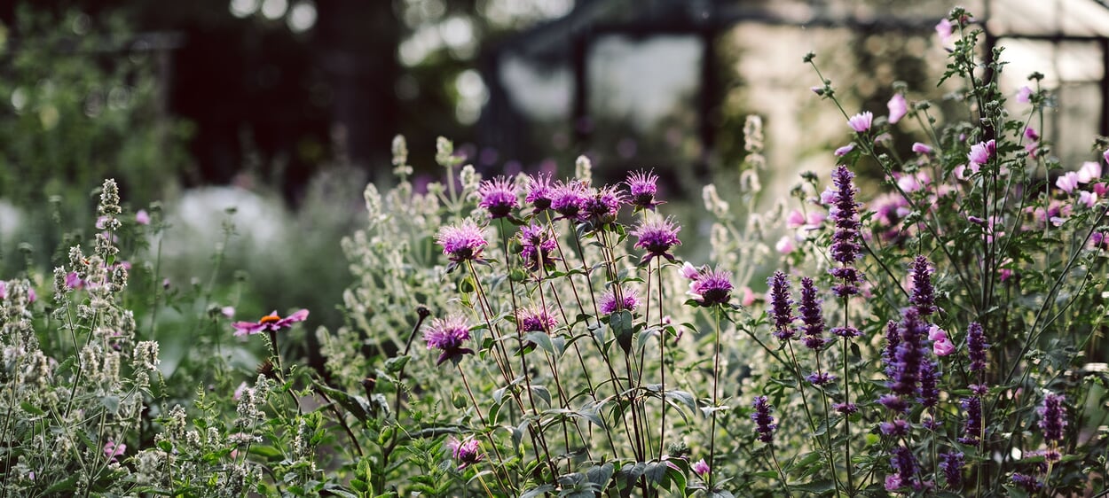 Jardin favorable aux abeilles