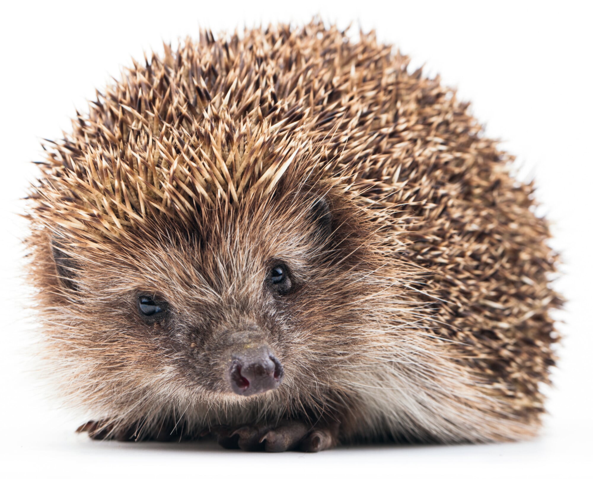 igel im garten was tun