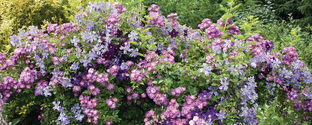 Arbres d'ornement en fleurs