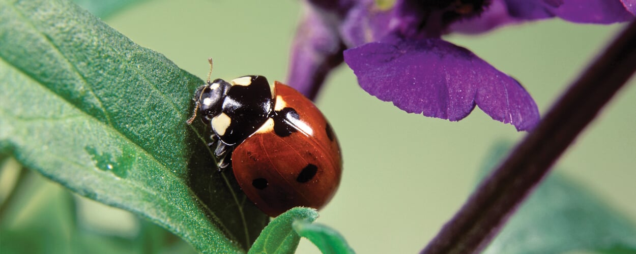 Settle beneficial insects