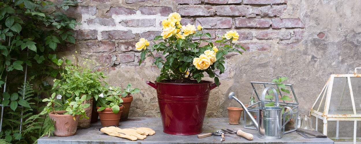 Pots à plantes