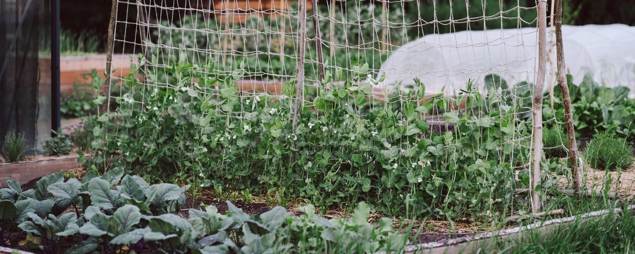 Supports pour plantes grimpantes