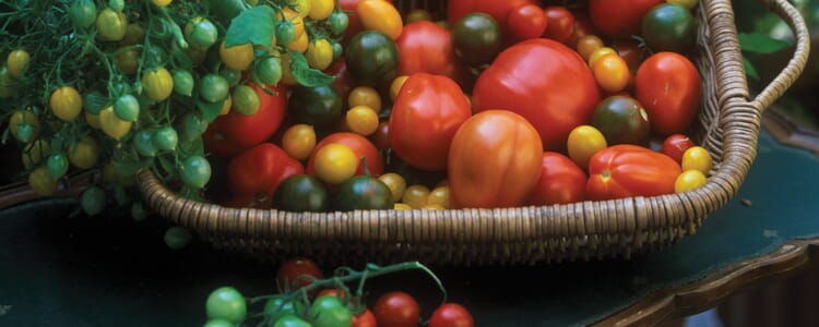 Tomaten ernten und den Bestand pflegen