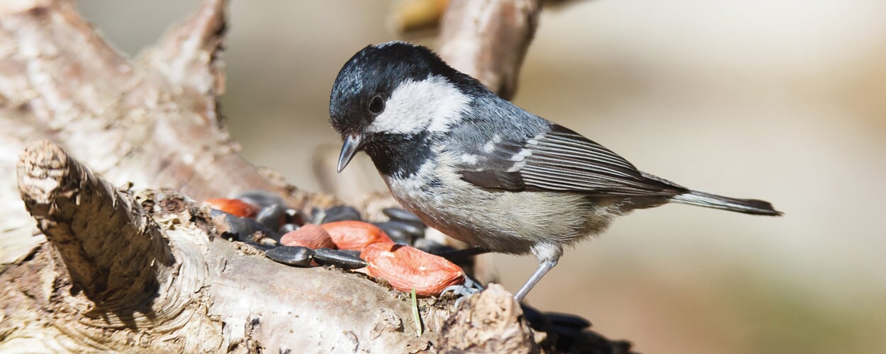 dobar Mangeoire à oiseaux avec support argenté - Mangeoires et