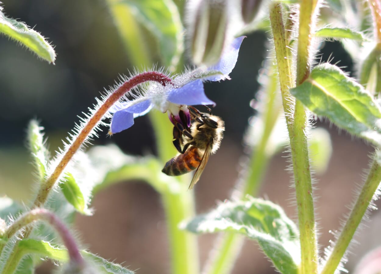 Jardin favorable aux abeilles
