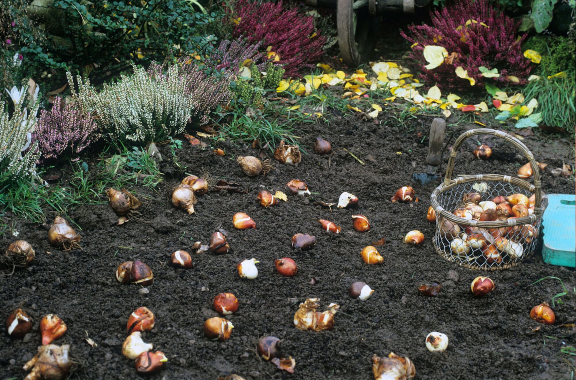 Blumenzwiebeln & Knollen für die Herbstbepflanzung Manufactum