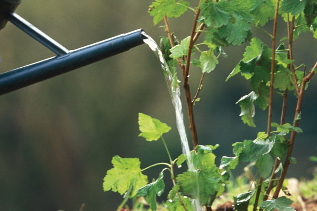 Sustainable gardening: watering in a resource-saving way