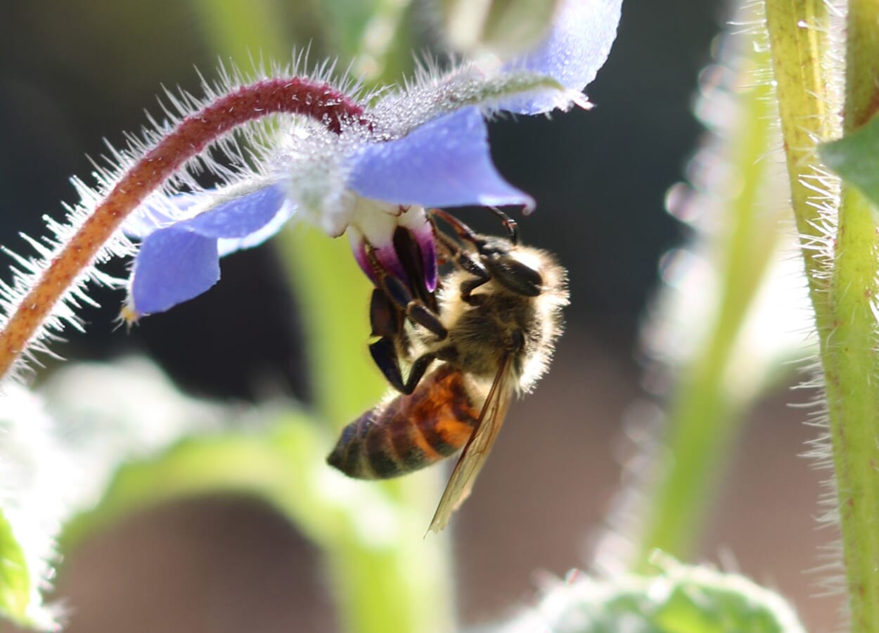Bijenvriendelijke tuin