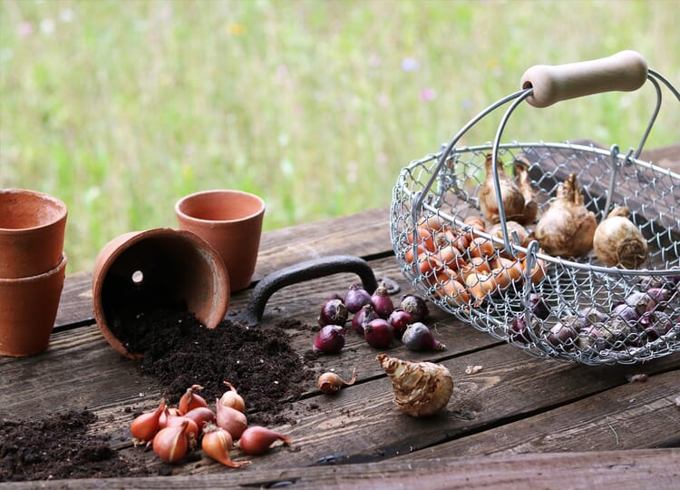 Planting Flower Bulbs