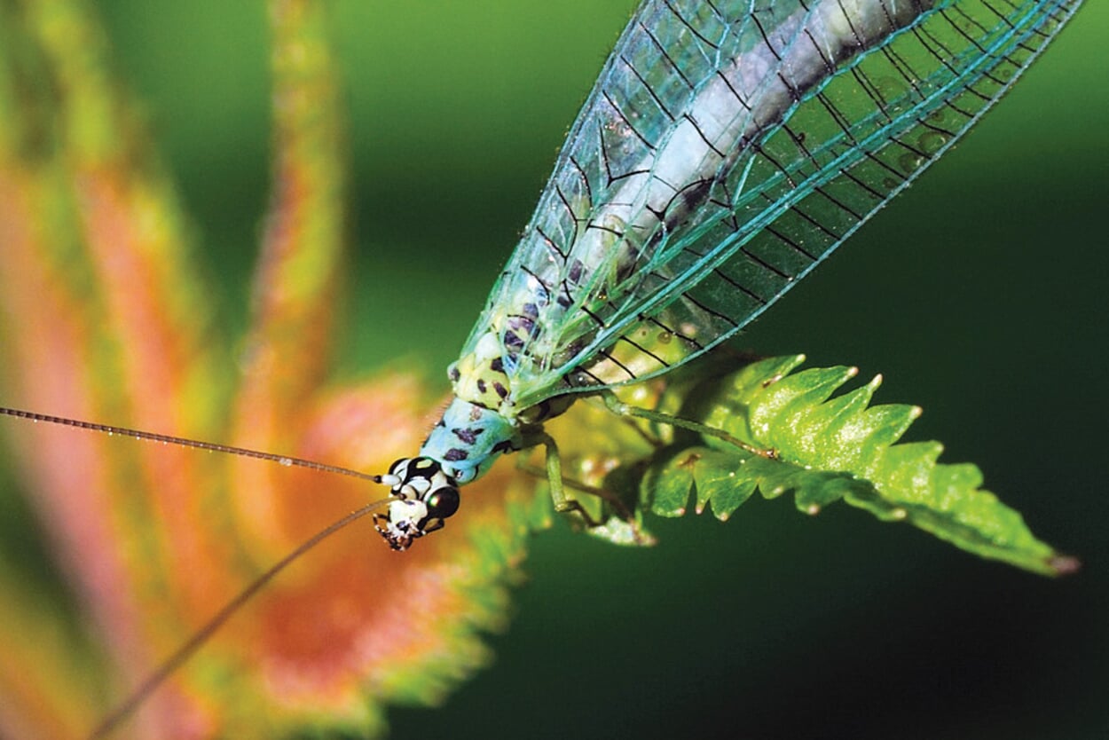 Lacewing