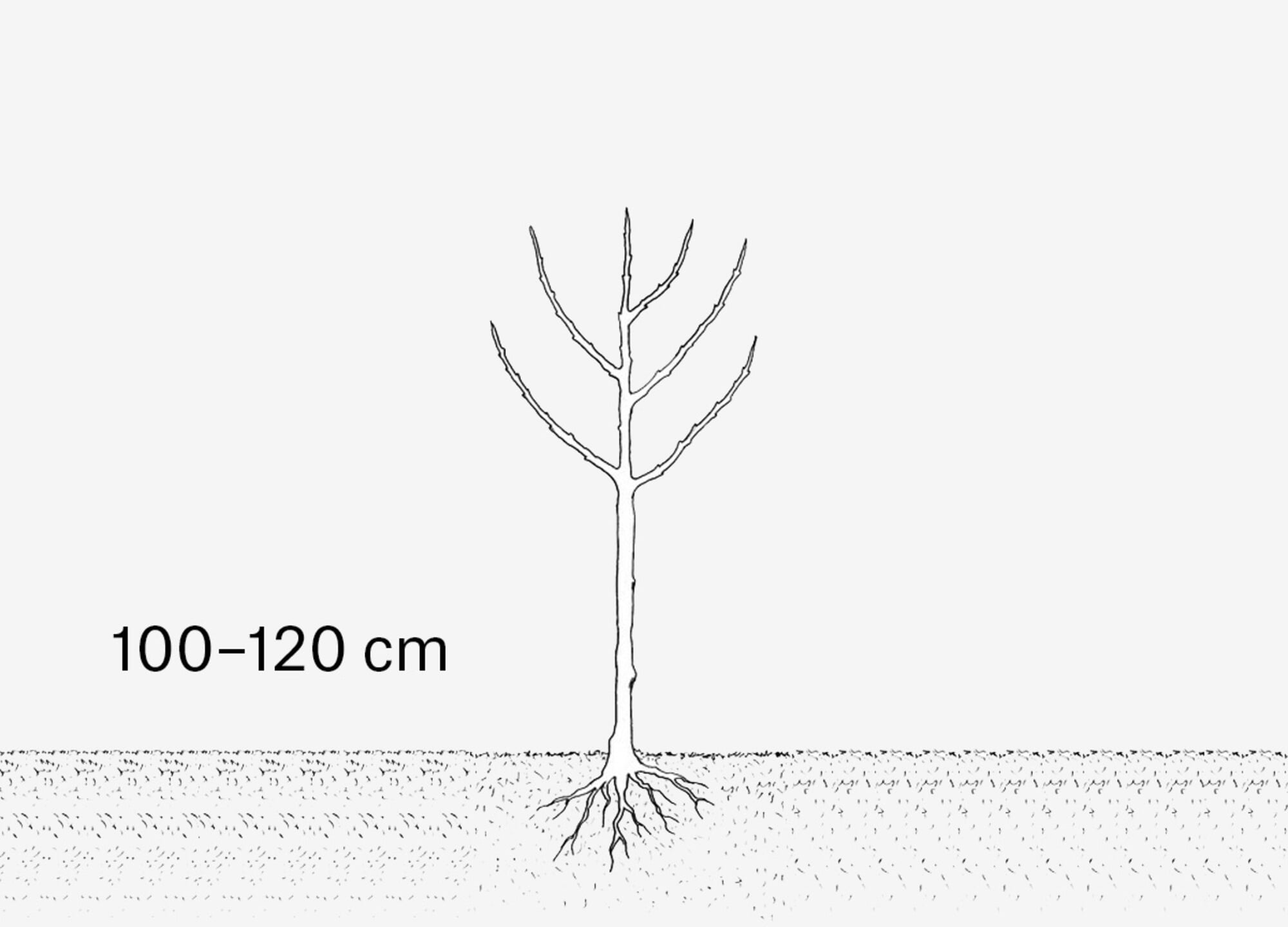 Hängematte Aufhängen Mit Nur Einem Baum Hängematte Aufhängen Mit Nur Einem Baum