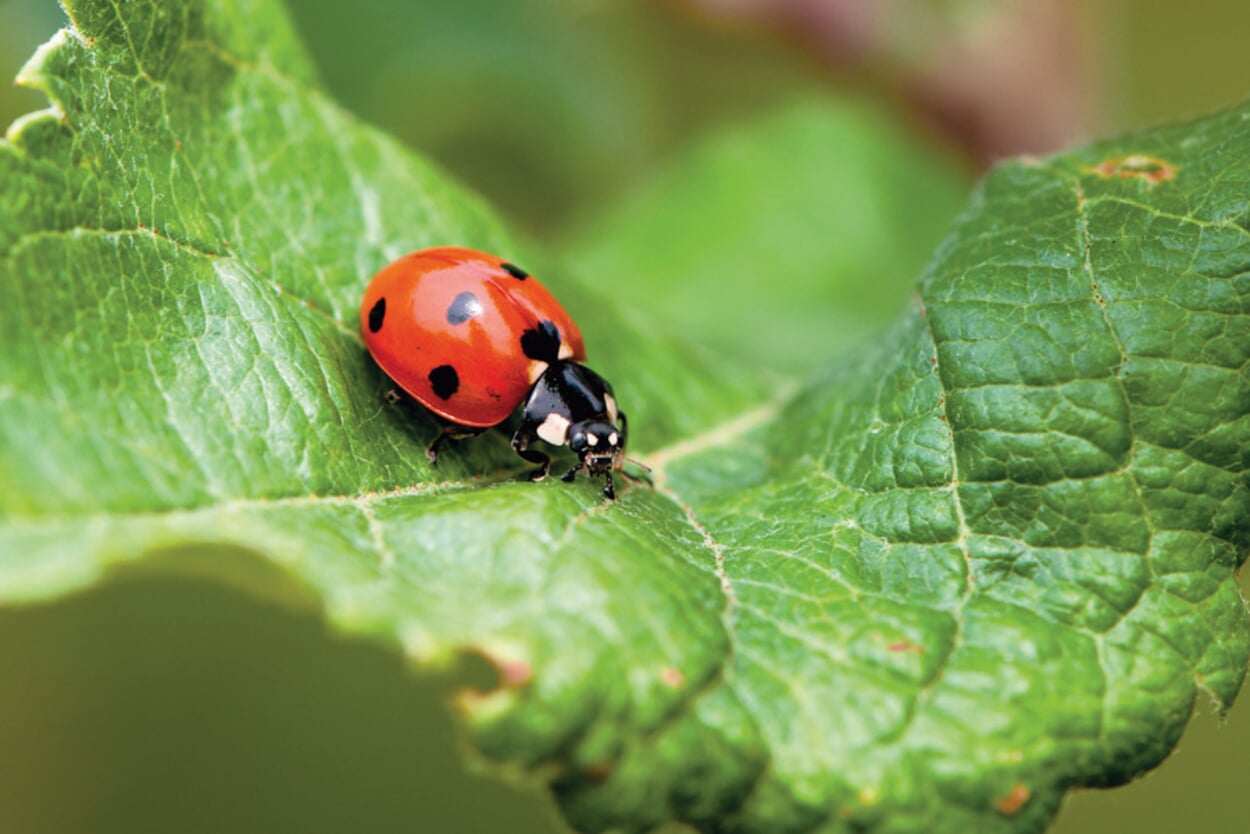 The Ladybird