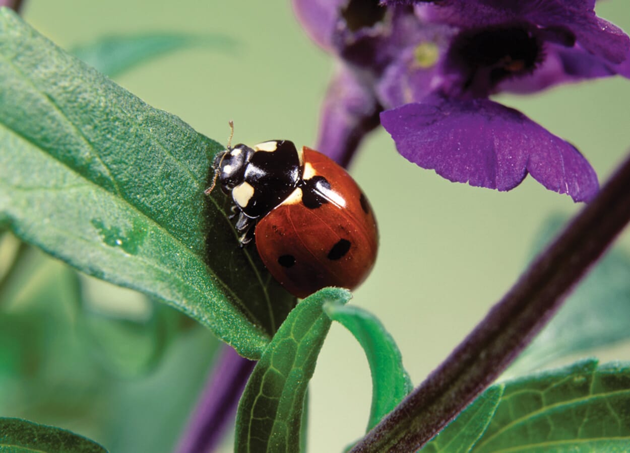 Settle beneficial insects