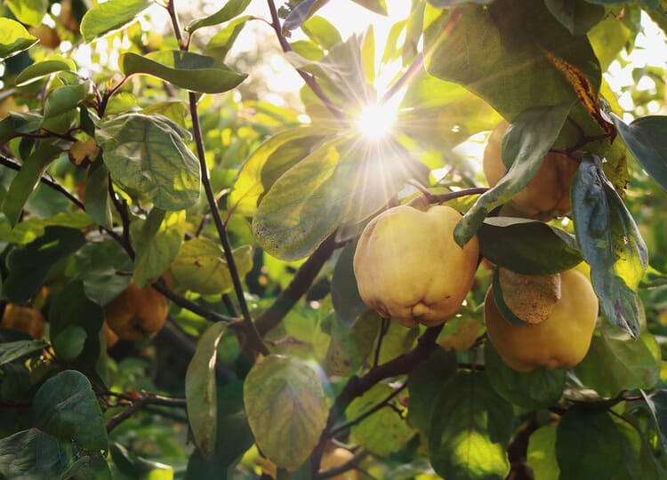Obstgehölze
