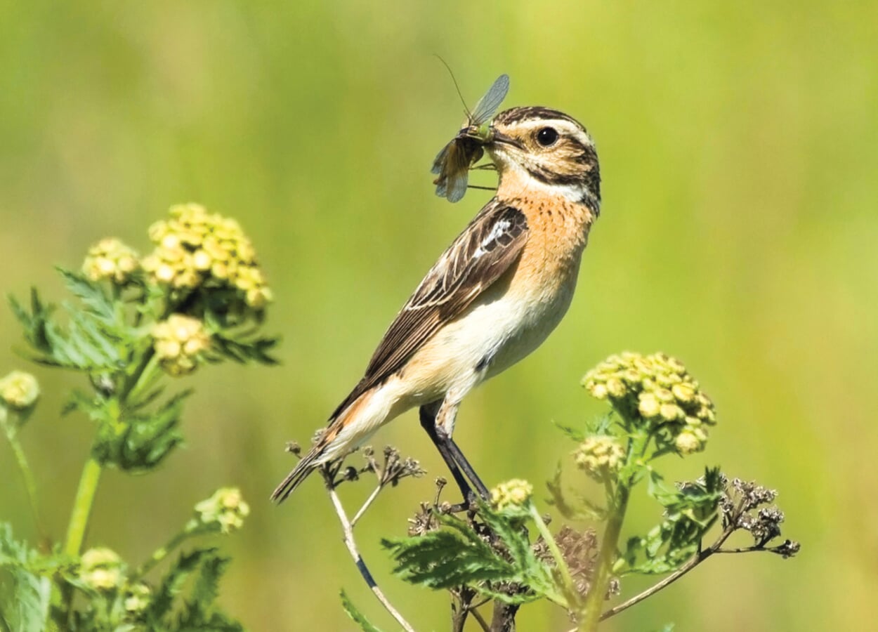 Oiseau avec insecte