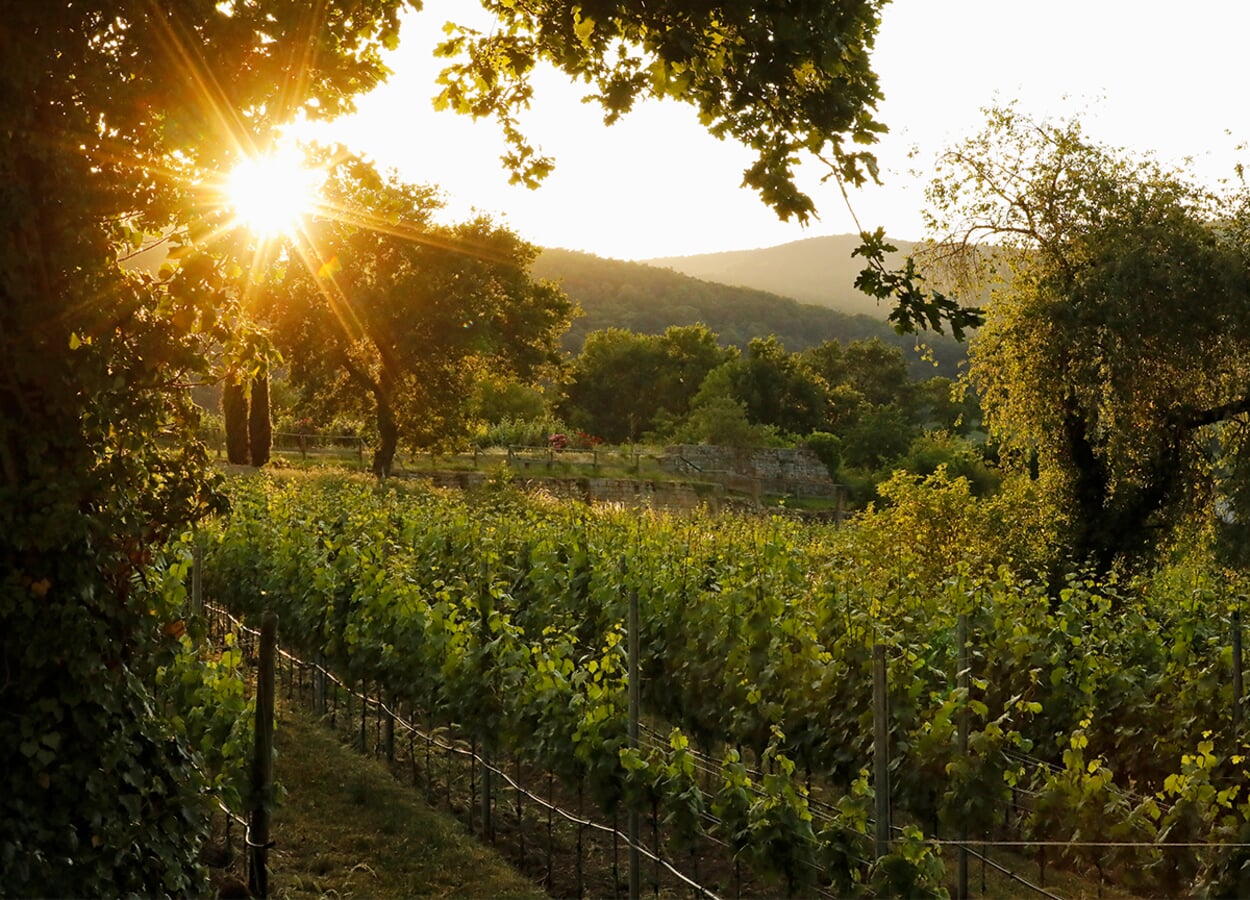 Wein- und Sektgut Motzenbäcker