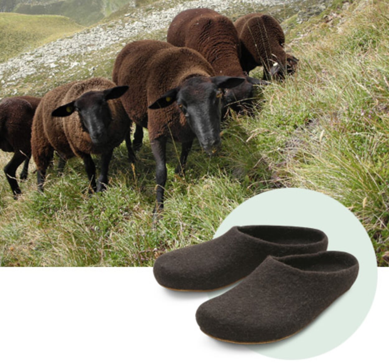 Zwitserse Jura schapen