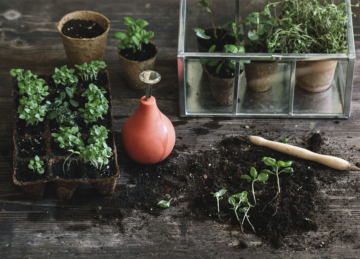 Anzucht auf der Fensterbank
