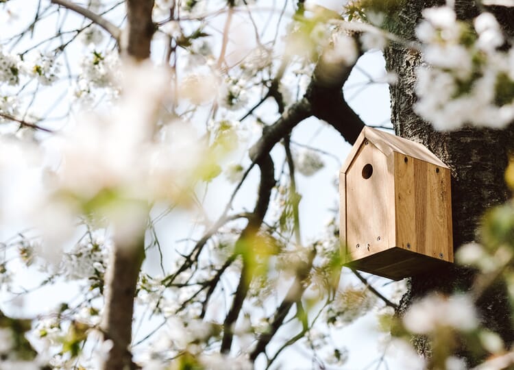 Houten vogelhuisje opgehangen aan een berkenboom