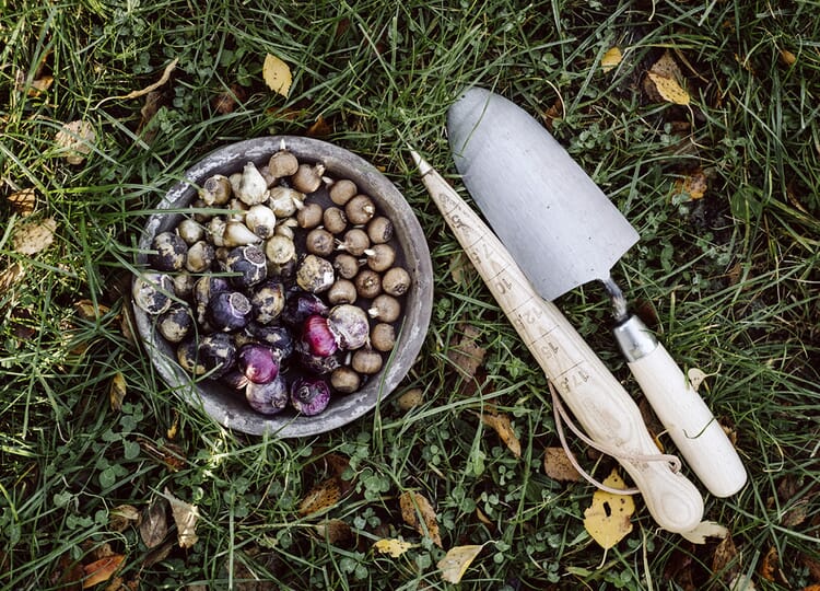 Planting Flower Bulbs