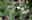 Blumen