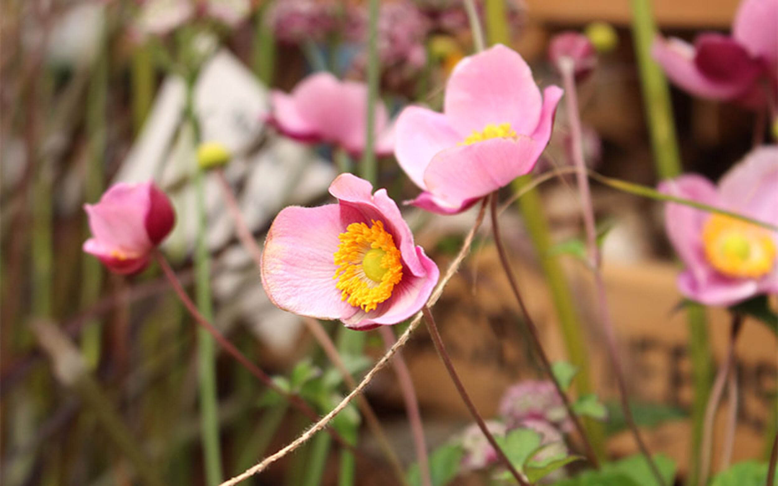 Herbstmarkt bei Manufactum in Waltrop
