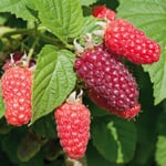Obstgehölz 'Taybeere Buckingham'