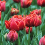 Blumenzwiebeln Tulpe 'René Menard'
