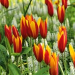 Bulbes de fleurs Tulipe de Perse 'Tubergens Gem