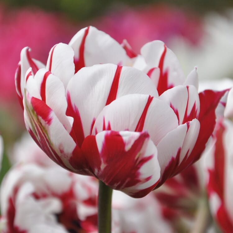 Bulbes à fleurs Tulipe à fleurs de pivoine 'Carnaval de Nice