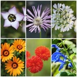 Blumensamen 'Seltene einjährige Blumen'