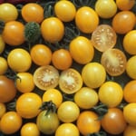 Graines de légumes 'Tomates sauvages