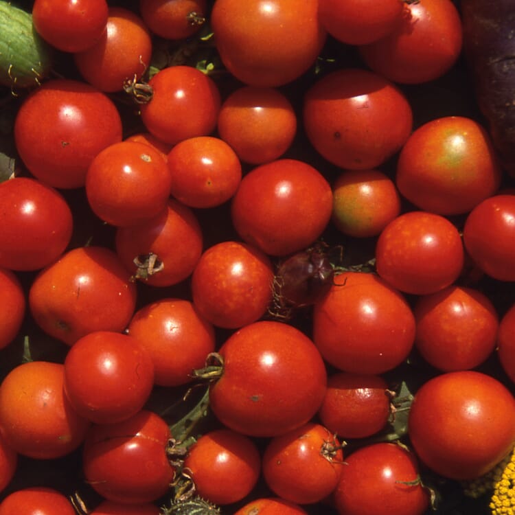 Graines de légumes 'Tomates pour le balcon