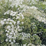 Graines de légumes 'Légumes-racines historiques