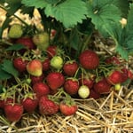 Erdbeer-Probierpaket No. 2