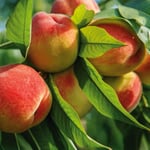 Zwergobstbaum 'Zwergpfirsich Bonanza'