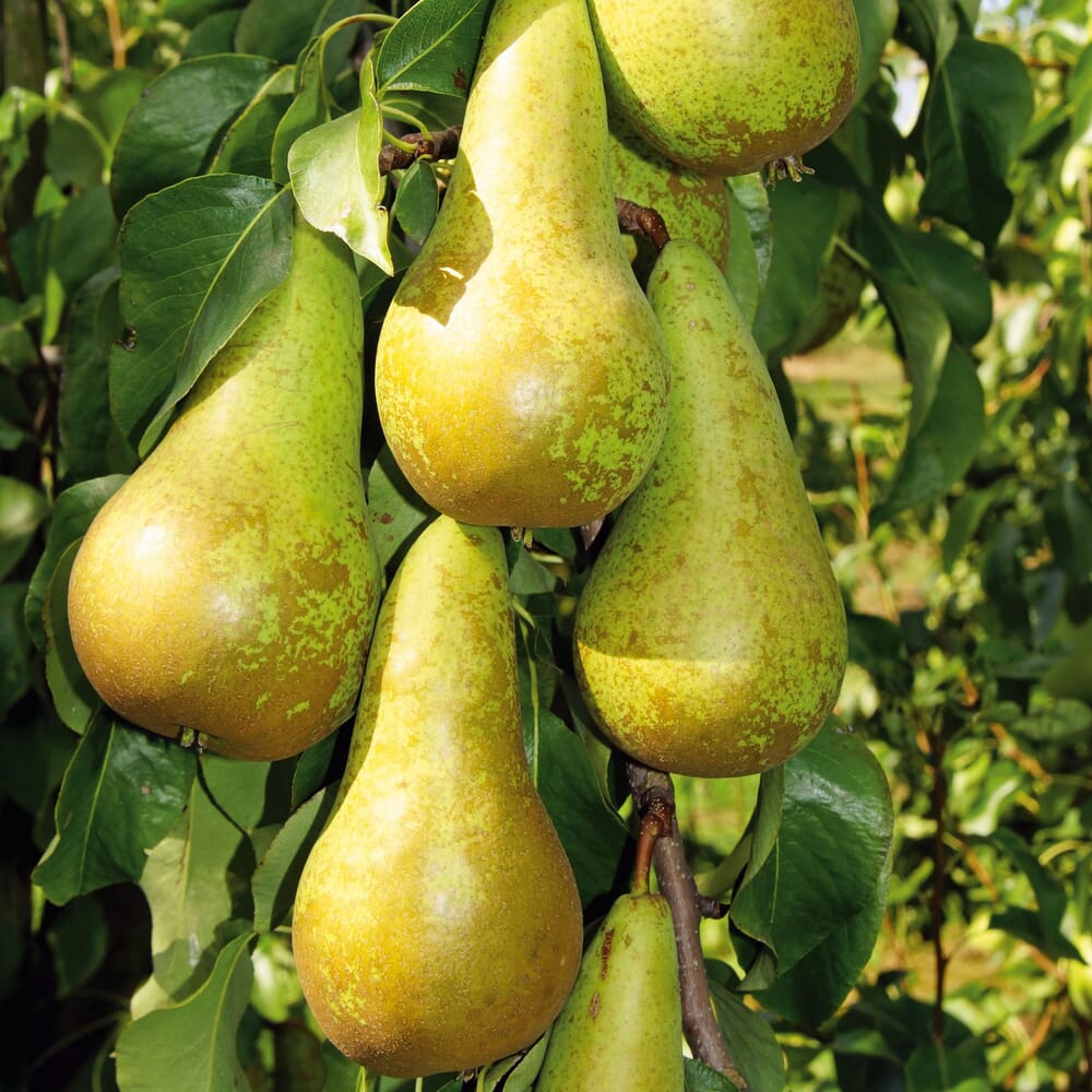 Apfelbäume & Birnenbäume kaufen Manufactum