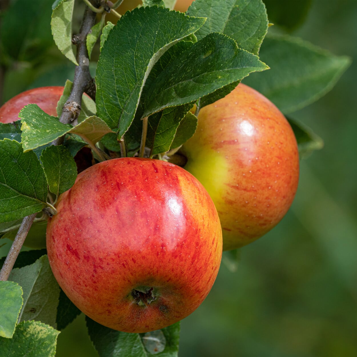 Herbstapfel 'Goldparmäne', Spindelbaum | Manufactum
