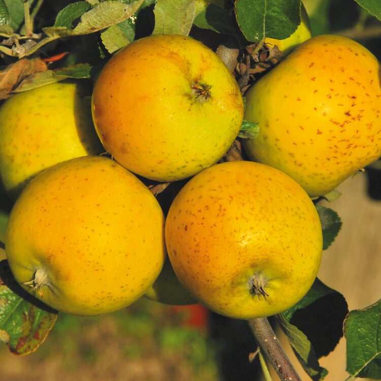 Säulenapfel 'Ananasrenette' | Manufactum