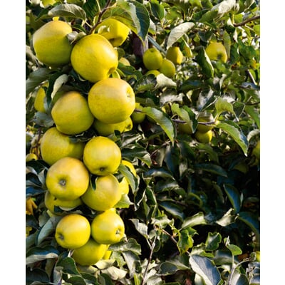 Säulenapfel Manufactum