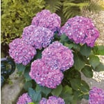Gartenhortensie 'Mrs. Hepburn'