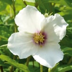 Bauernjasmin 'Belle Etoile'