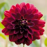 Dahlia Arabian Night